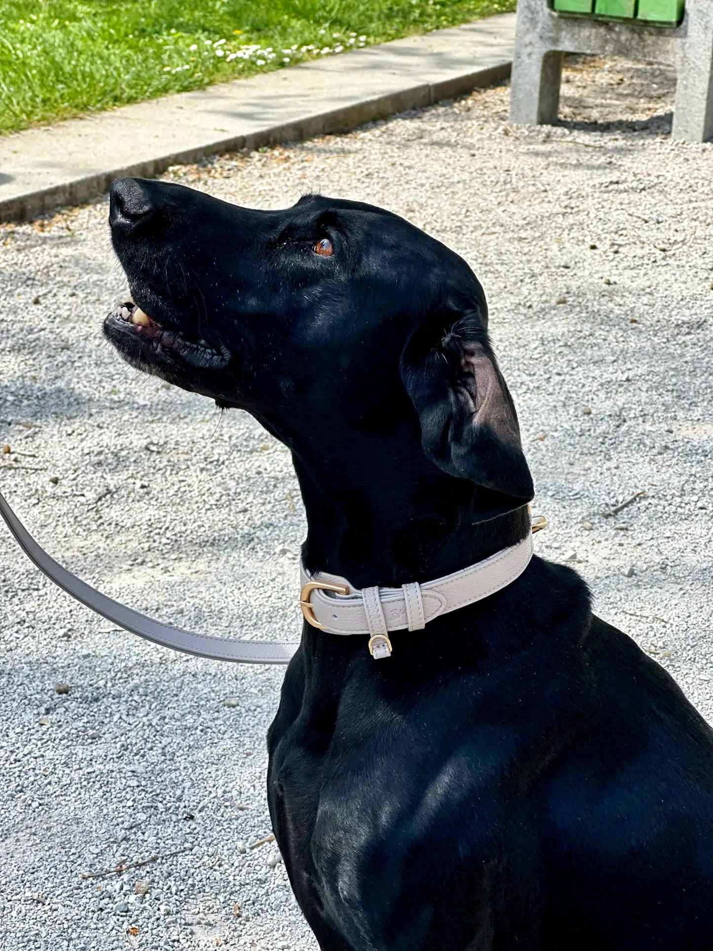 The Latte Collar