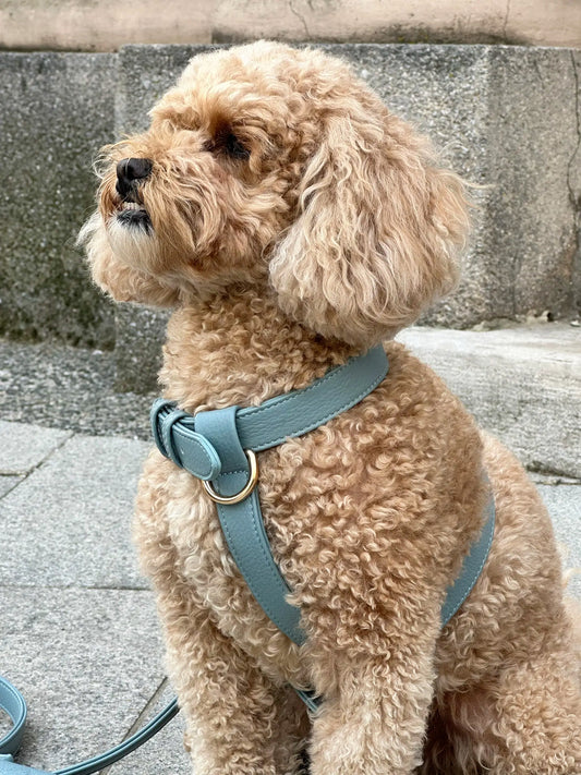 The BlueSky Harness