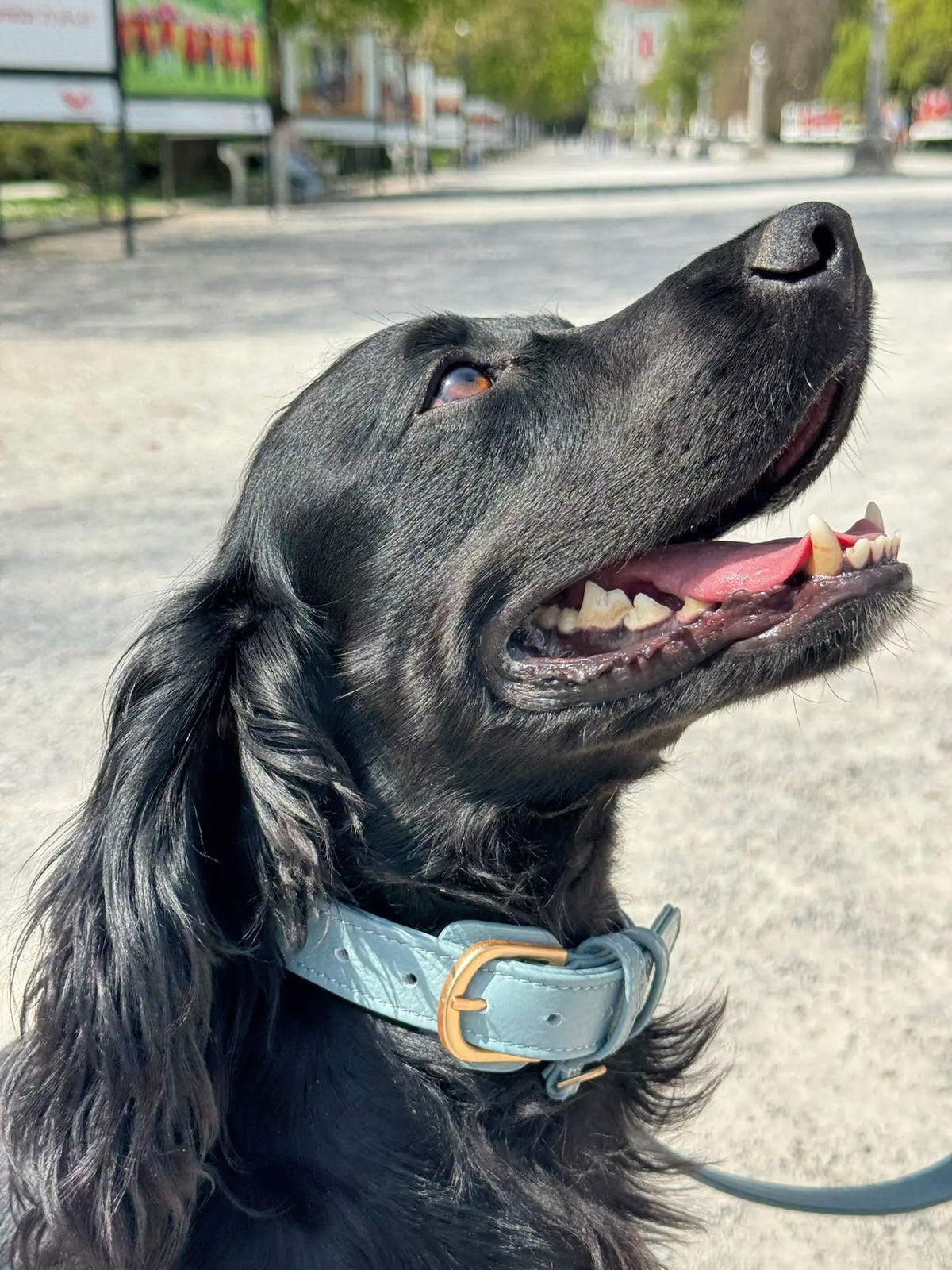 The BlueSky Collar