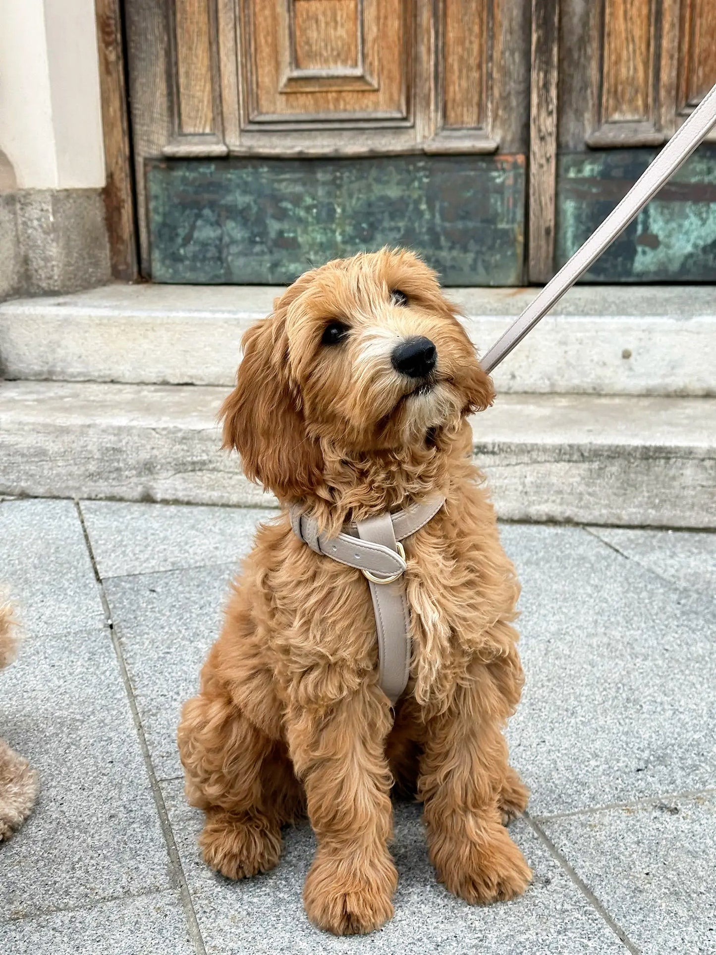The Latte Harness